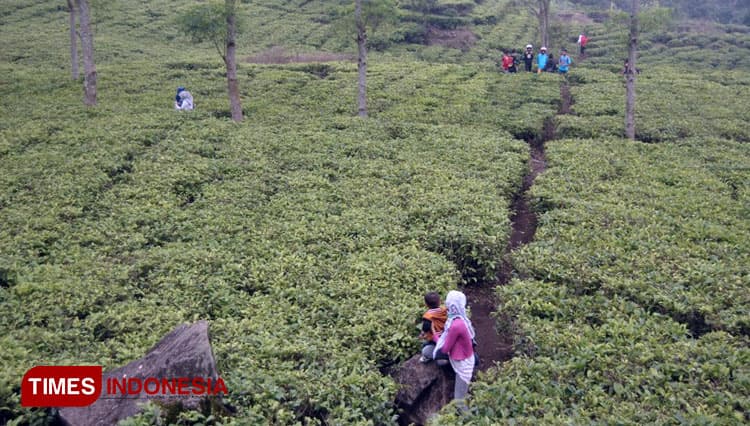 Menikmati Wisata Sadarehe Majalengka, Serasa Berada di Lembang‎ Bandung