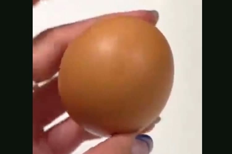 Telur Bulat Sempurna Ditemukan di Australia, Harganya Bisa Miliaran Rupiah