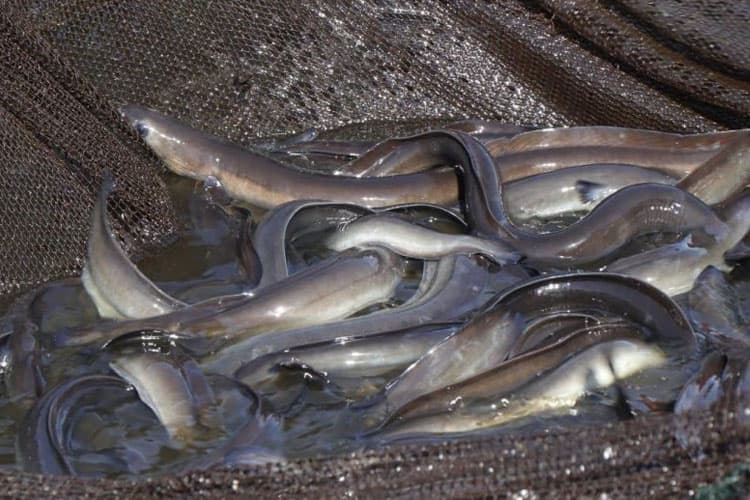 BRIN: Kandungan Omega-3  Ikan Sidat Kalahkan Salmon