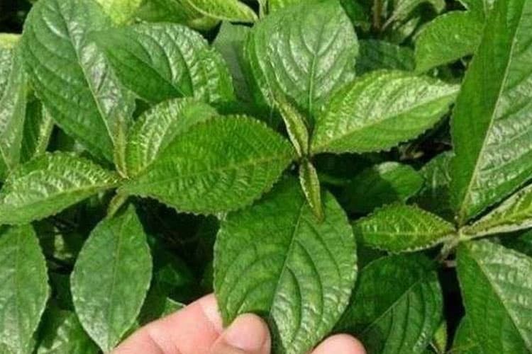 Batu Ginjal Tak Kenal Usia, Ini Peran Herbal sebagai Pendamping Medis