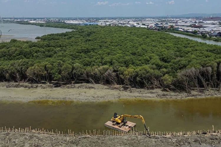 BRIN Ungkap Emisi Karbon Lamun Tertinggi di Jawa