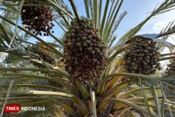 Perkebunan Kurma Castle Farm, Mengenal Kurma Ajwa: Buah Favorit Nabi yang Punya Banyak Manfaat
